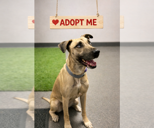 Black Mouth Cur-Catahoula Leopard Dog Mix Dogs for adoption in Euless, TX, USA