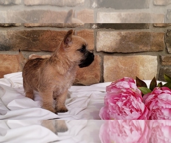 Medium Photo #2 Cairn Terrier Puppy For Sale in SUGARCREEK, OH, USA