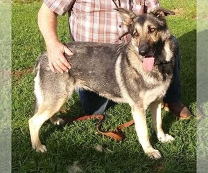 Misty - Female German Shepherd Dog-Unknown Mix Dog for Adoption - Photo #2