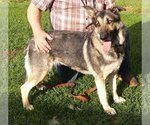 Small #1 German Shepherd Dog Mix