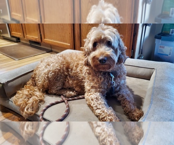 Medium Photo #1 Goldendoodle (Miniature) Puppy For Sale in ANNANDALE, MN, USA