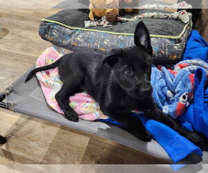Labrador Retriever-Unknown Mix Dogs for adoption in Marine City, MI, USA