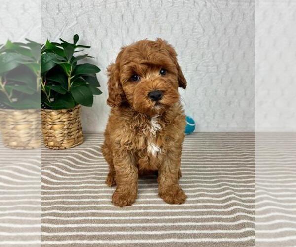 Medium Photo #3 Cavapoo Puppy For Sale in GREENFIELD, IN, USA
