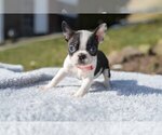 Small Photo #3 Boston Terrier Puppy For Sale in MILLERSBURG, OH, USA