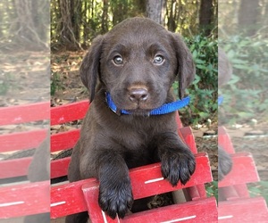 Labradoodle-Labrador Retriever Mix Puppy for sale in RUTHERFORDTON, NC, USA