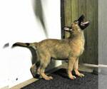 Small Photo #3 Dutch Shepherd Dog Puppy For Sale in JOPLIN, MO, USA