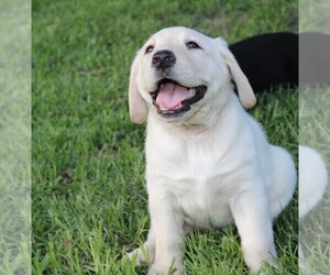 Labrador Retriever Puppy for sale in LOVELADY, TX, USA