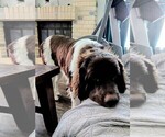 Small #11 Newfoundland