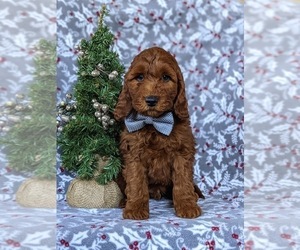 Irish Setter-Poodle (Miniature) Mix Puppy for sale in CONOWINGO, MD, USA