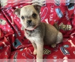 Puppy 4 Pomsky-Pug Mix