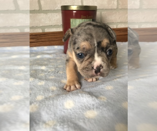 Medium Photo #2 French Bulldog Puppy For Sale in MIDDLEBURY, IN, USA