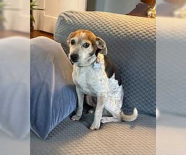 Medium Photo #6 Beagle-Unknown Mix Puppy For Sale in Dunnellon, FL, USA