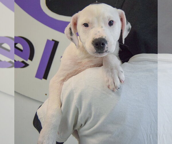 Medium Photo #5 American Staffordshire Terrier-Labrador Retriever Mix Puppy For Sale in Huntley, IL, USA