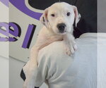Small #4 American Staffordshire Terrier-Labrador Retriever Mix