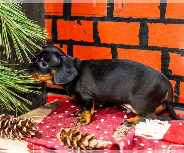Medium Photo #47 Dachshund Puppy For Sale in WAKARUSA, IN, USA