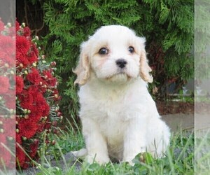 Cavachon Puppy for sale in HONEY BROOK, PA, USA