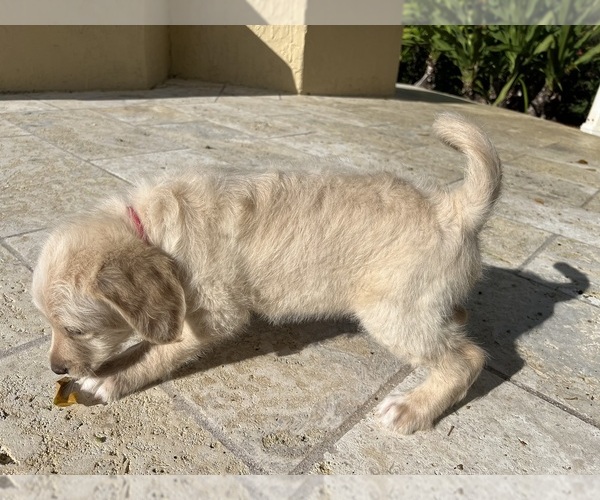 Medium Photo #34 Labradoodle Puppy For Sale in FORT LAUDERDALE, FL, USA