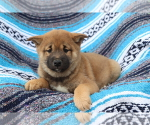 Shiba Inu Puppy for sale in SHILOH, OH, USA