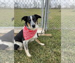 Small #1 Border Collie Mix