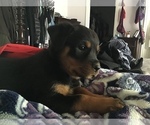 Small Photo #16 Rottweiler Puppy For Sale in OAK GLEN, CA, USA