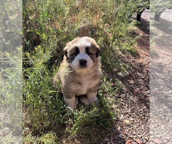 Medium Photo #8 Border Collie-Shiloh Shepherd Mix Puppy For Sale in SEDONA, AZ, USA