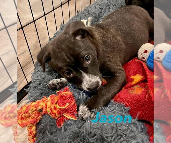 Medium Photo #2 Mutt Puppy For Sale in Mundelein, IL, USA