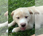 Small #1 Mutt