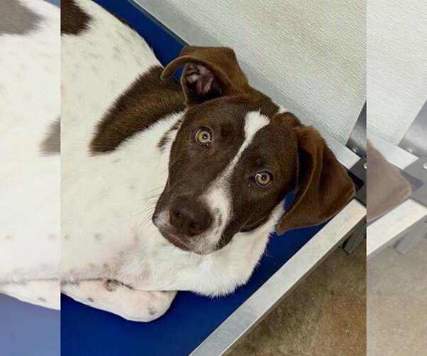 Medium Photo #3 Pointer Puppy For Sale in Cave Creek, AZ, USA