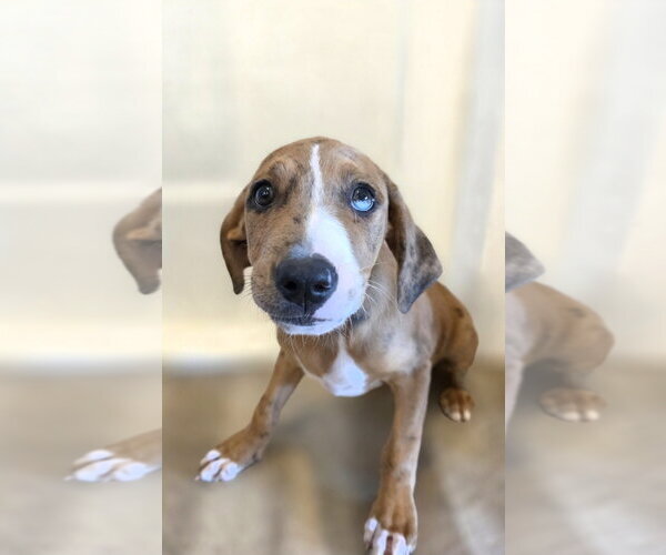 Medium Photo #3 Catahoula Leopard Dog-Unknown Mix Puppy For Sale in New London, WI, USA