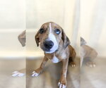 Small #2 Catahoula Leopard Dog Mix