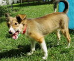 Small #1 Mutt