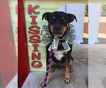 Small #4 Miniature Pinscher