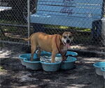 Small #1 American Pit Bull Terrier Mix