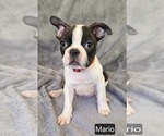 Small #1 Boston Terrier