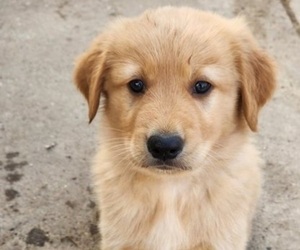 German Shepherd Dog-Golden Retriever Mix Puppy for sale in MODESTO, CA, USA