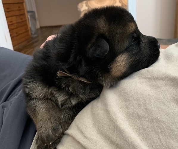 Medium Photo #6 German Shepherd Dog Puppy For Sale in CULPEPER, VA, USA