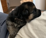 Small Photo #6 German Shepherd Dog Puppy For Sale in CULPEPER, VA, USA