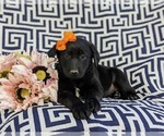 Small Photo #5 Borador-Labrador Retriever Mix Puppy For Sale in OXFORD, PA, USA