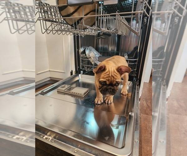 Medium Photo #4 French Bulldog Puppy For Sale in CONCORDIA, KS, USA