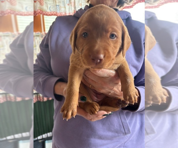 Medium Photo #26 Labrador Retriever Puppy For Sale in BUFFALO, NY, USA