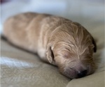 Small Photo #30 Goldendoodle Puppy For Sale in PHOENIX, AZ, USA