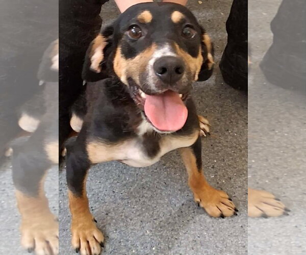 Medium Photo #1 Mutt Puppy For Sale in Low Moor, VA, USA