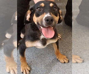 Mutt Dogs for adoption in Low Moor, VA, USA