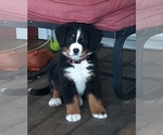 Puppy Red Girl Bernese Mountain Dog