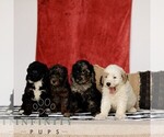 Small #1 Goldendoodle (Miniature)