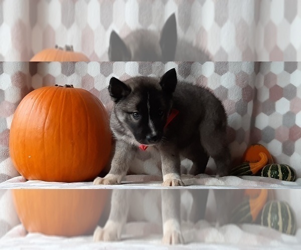 View Ad KeeshondSiberian Husky Mix Puppy for Sale near Pennsylvania