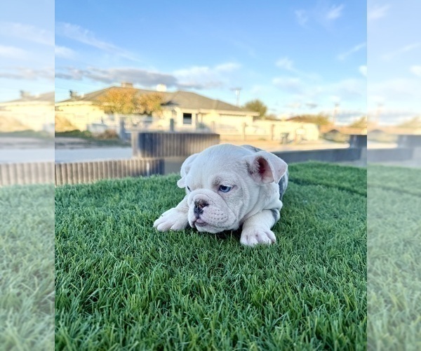Medium Photo #2 English Bulldog Puppy For Sale in FRESNO, CA, USA