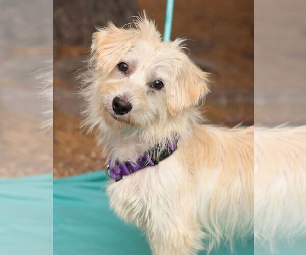 Medium Photo #1 Mutt Puppy For Sale in Philadelphia, PA, USA