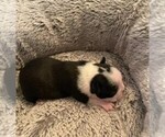 Small Photo #15 Boston Terrier Puppy For Sale in HARRISBURG, PA, USA