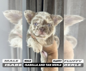 French Bulldog Puppy for sale in BEVERLY HILLS, CA, USA